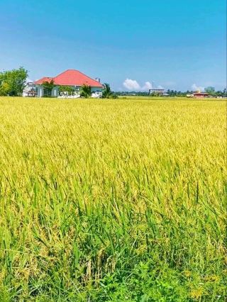 Sekinchan：The Home of the Golden Rice Sea