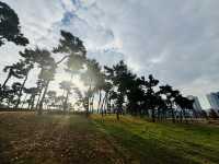Evergreen Garden: Pyeongtaek’s Secret Sanctuary of Stillness🌿
