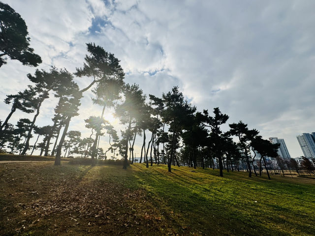 Evergreen Garden: Pyeongtaek’s Secret Sanctuary of Stillness🌿