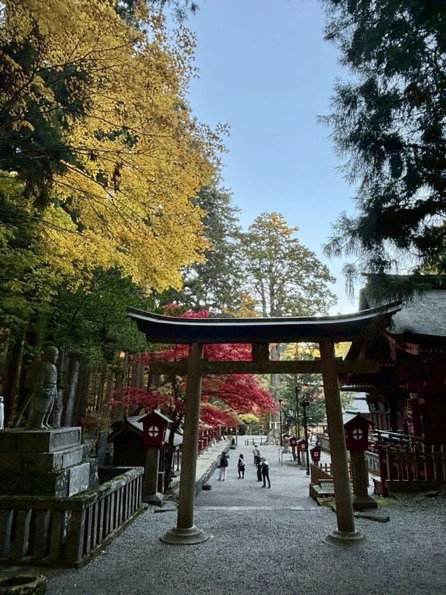 《巨杉守護的靜謐時光•北口本宮富士淺間神社》