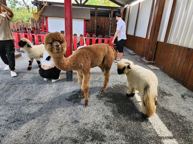 Spend a Wild Day at Yilan’s Lanyang Animal and Plant Kingdom 🦙✨ Spend a Wild Day at Yilan’s Lanyang Animal and Plant Kingdom 🦙✨