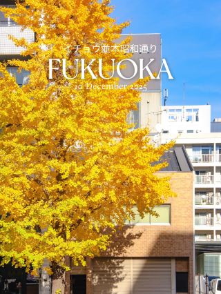 A ginkgo tree-lined street in the heart of Fukuoka ✨💛🇯🇵