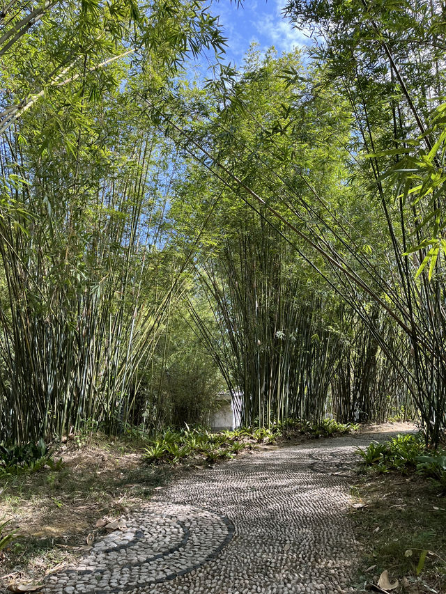 深圳秋日落羽松打卡|仙湖公園浪漫湖邊漫步🌲🍁 深圳秋日落羽松打卡|仙湖公園浪漫湖邊漫步🌲🍁