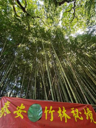 綠竹林隧道宛如《臥虎藏龍》場景#泰安竹林祕境-苗栗縣泰安鄉