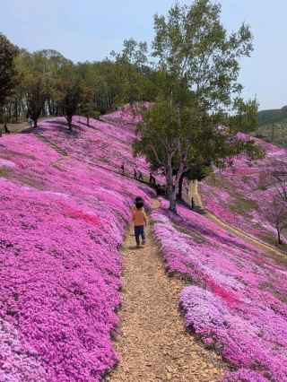 [A Pink Carpet! Higashimokoto Shibazakura Park].