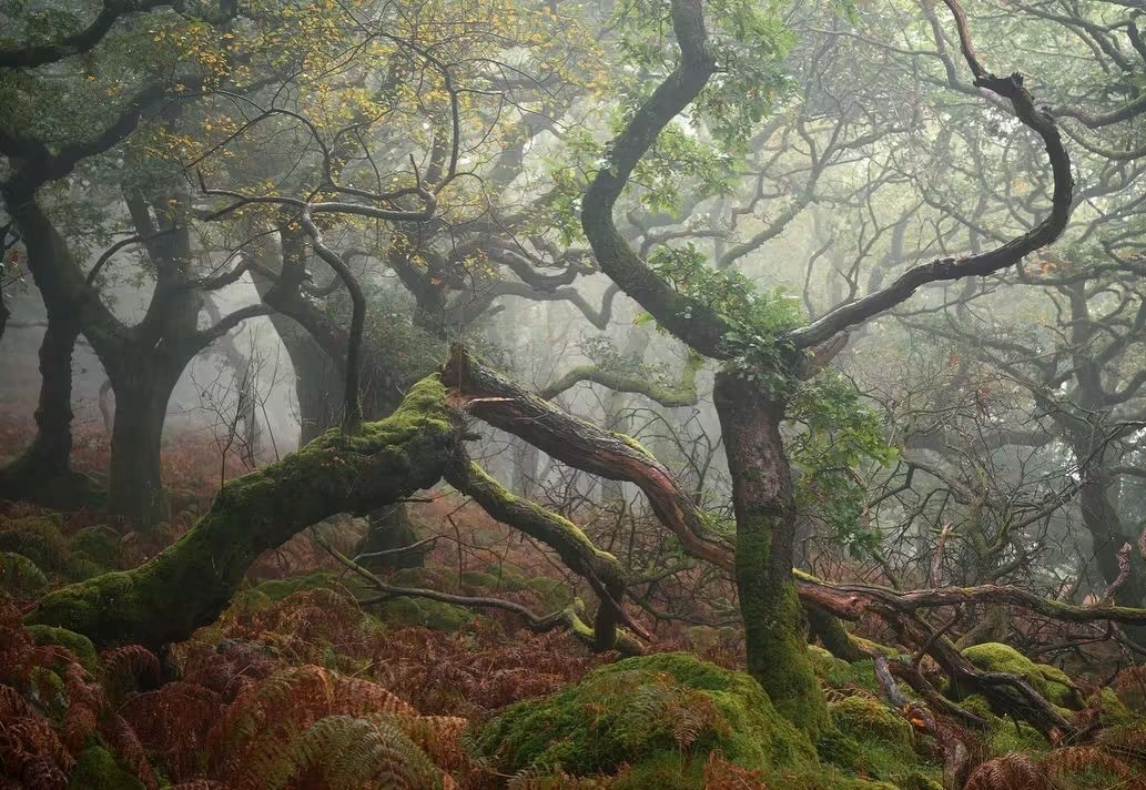 🌿 Dartmoor National Park, England — A Wild Heart of Devon