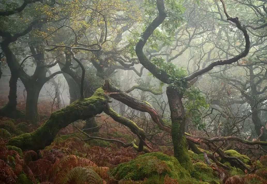 🌿 Dartmoor National Park, England — A Wild Heart of Devon