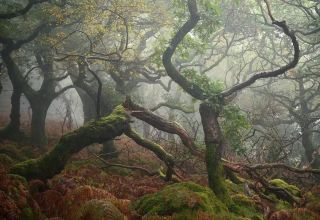 🌿 Dartmoor National Park, England — A Wild Heart of Devon