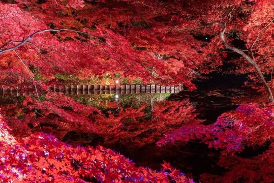🍁🏯 Hirosaki Castle Park — A Different Kind of Magic in Autumn
