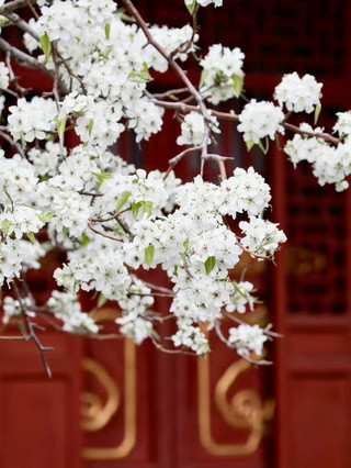 Pear Blossoms at Shoukang Palace: Spring Elegance in Beijing’s Forbidden City