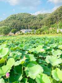곧 다가올 여름 꽃 시즌! 이제 슬슬 준비하셔야죠?
