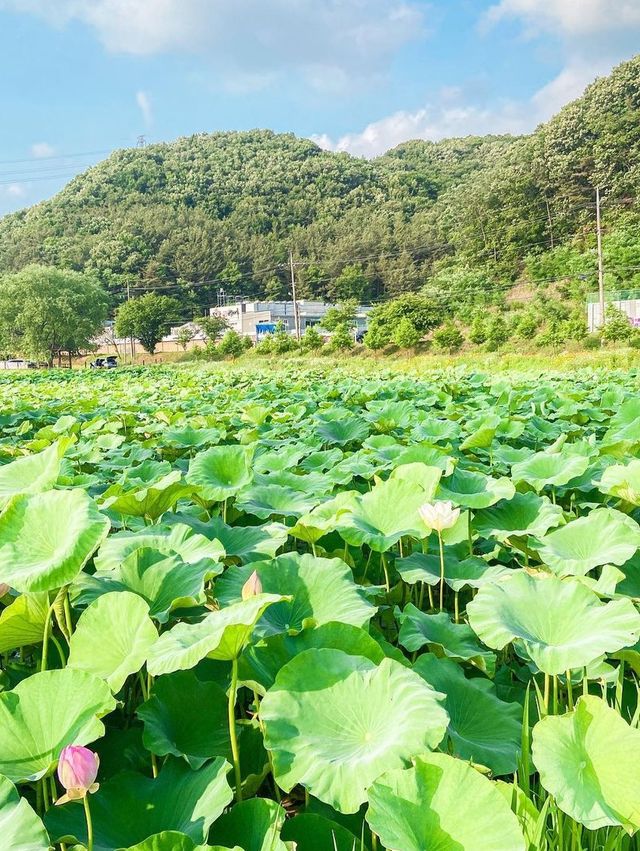 곧 다가올 여름 꽃 시즌! 이제 슬슬 준비하셔야죠?