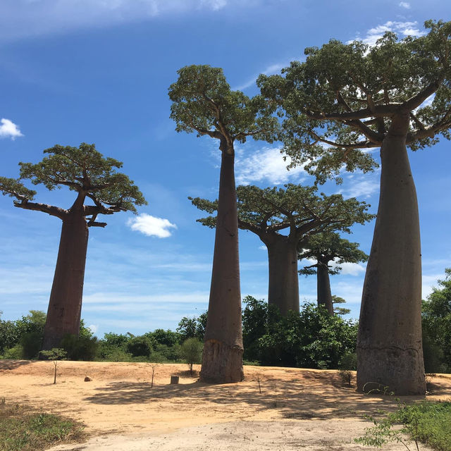 🇲🇬 マダガスカル旅行