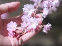 【🌸桜スポット🌸】長野県上田市 上田城🏯