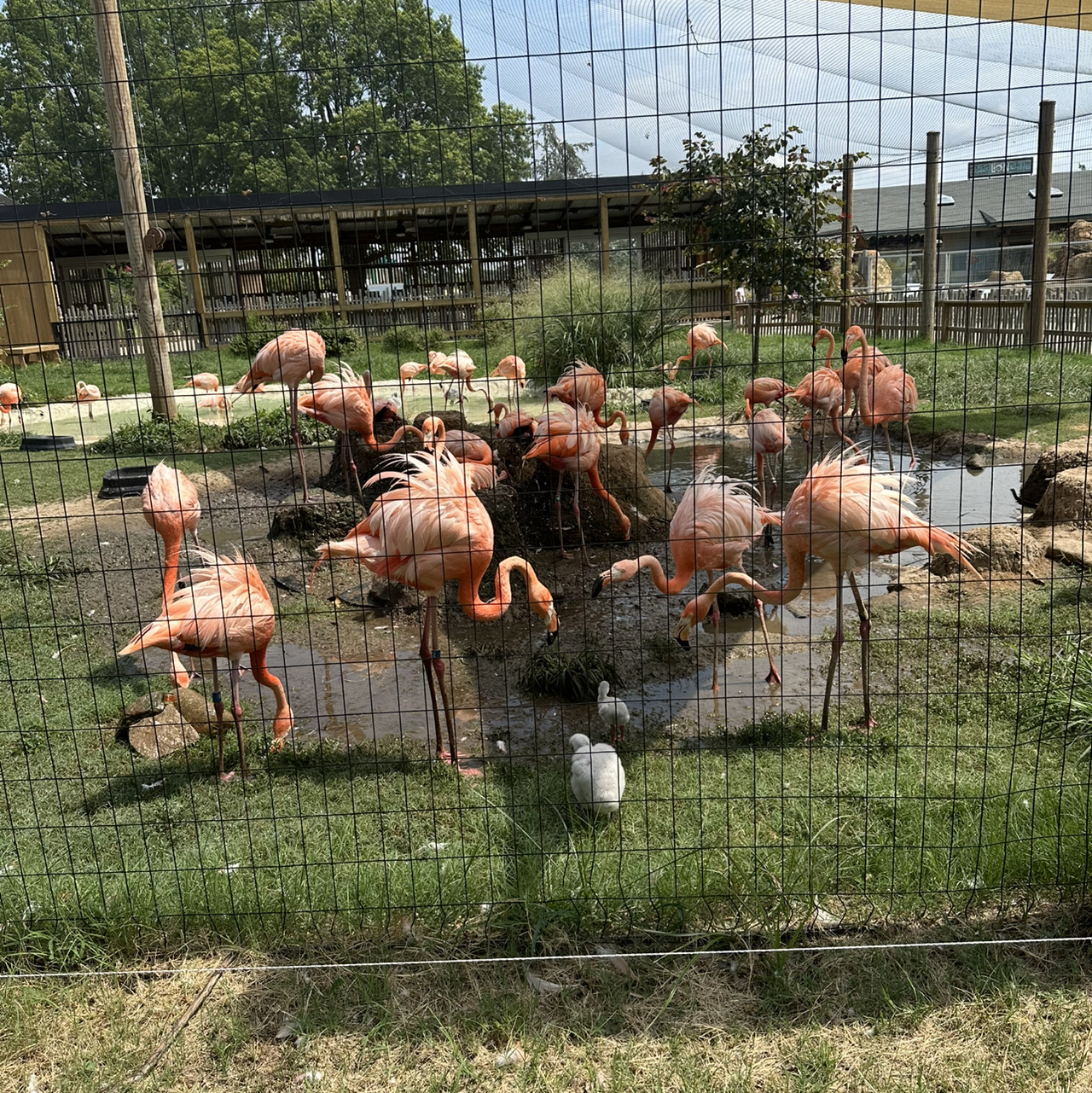 I went to the Tulsa Zoo 