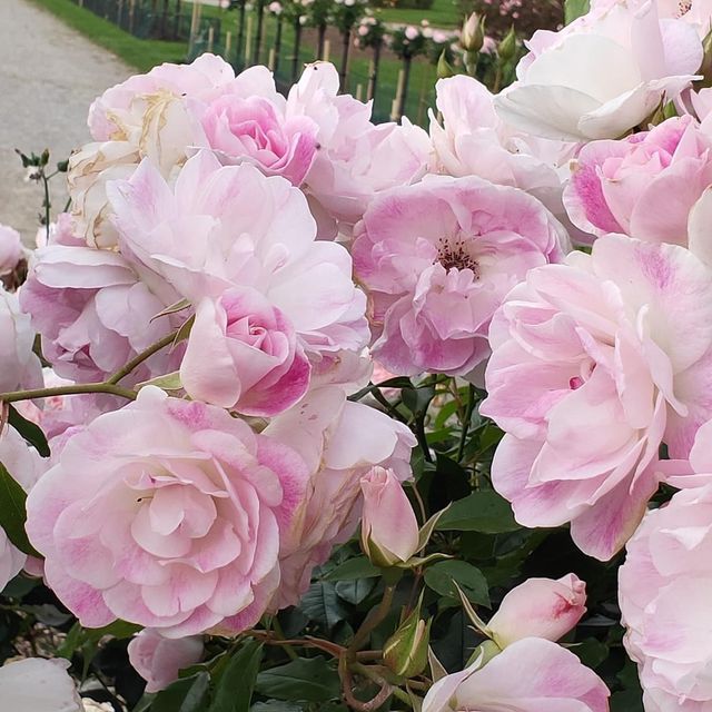 The Beautiful Victoria State Rose Garden 🇦🇺