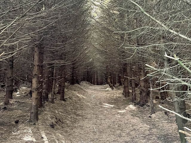 Dublin’s Mountain