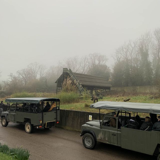 A safari in the UK