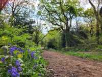 Beautiful Isle of Wight Bluebells