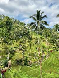Alas Harum Bali