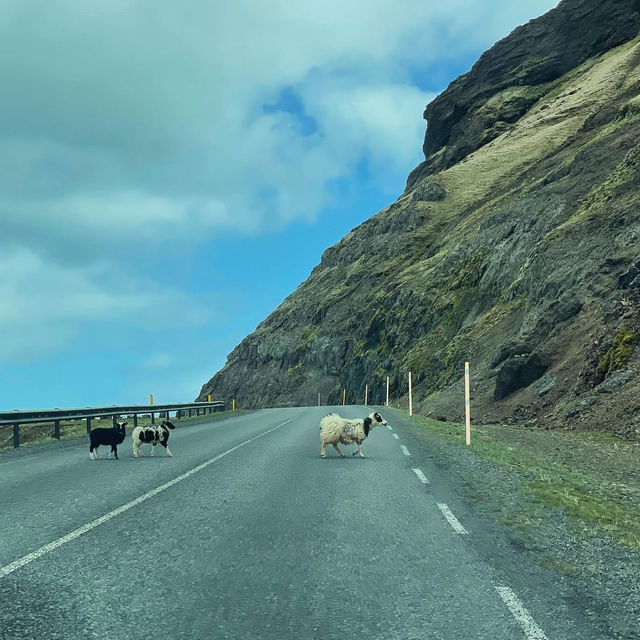 Riding tiny horses in Iceland 🗺️