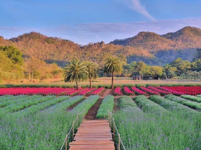 Hokkaido flower park in Thailand 🇹🇭 