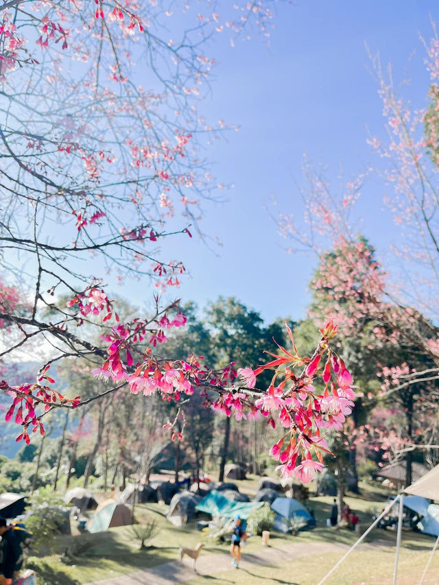 Camping under the cherry tree 🇹🇭 