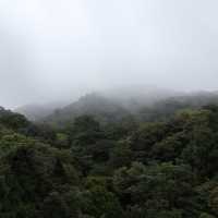 A forest in the clouds 