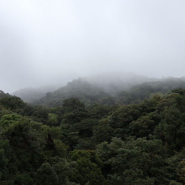A forest in the clouds 