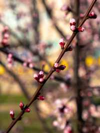 Petal Promenades: Discovering London’s Spring 🌸