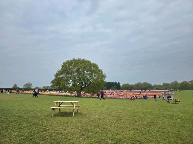 A Lovely Spring Day at Tulley's Tulip Farm, Hatton