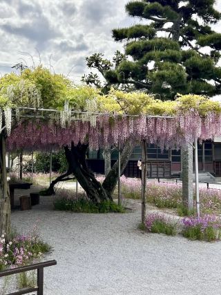 Wisteria Wonderland at Chofukuji Temple