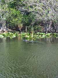 Huge national park near Miami: the Everglades 
