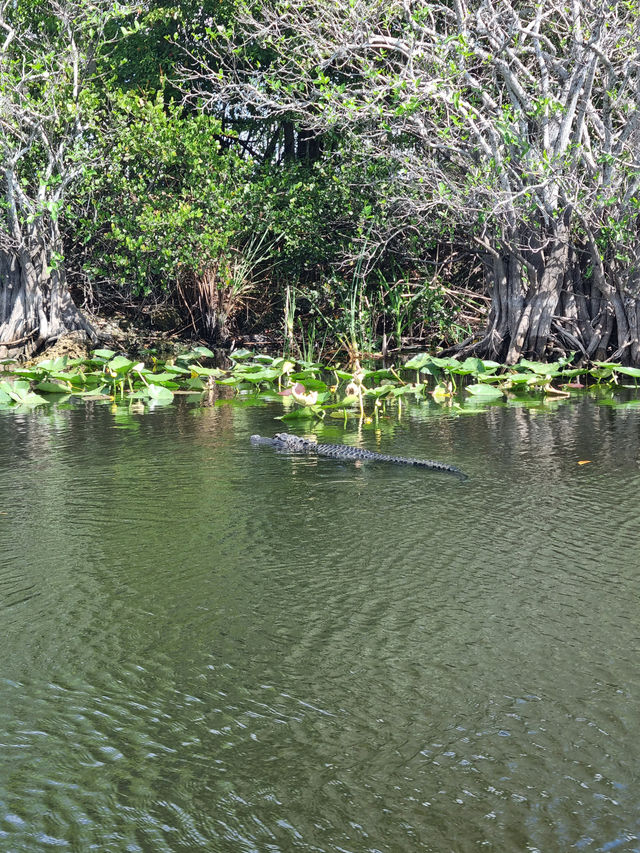 Huge national park near Miami: the Everglades 