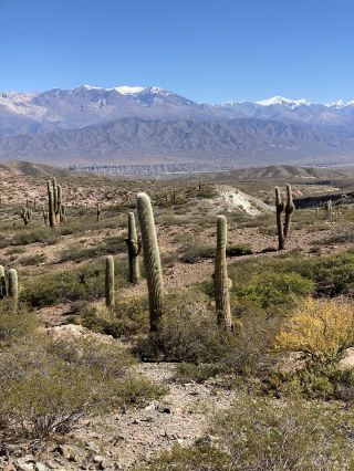 阿根廷之旅：參觀薩爾塔的仙人掌田