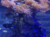 The oceanographic of Valencia