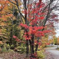 Algonquin Provincial Park