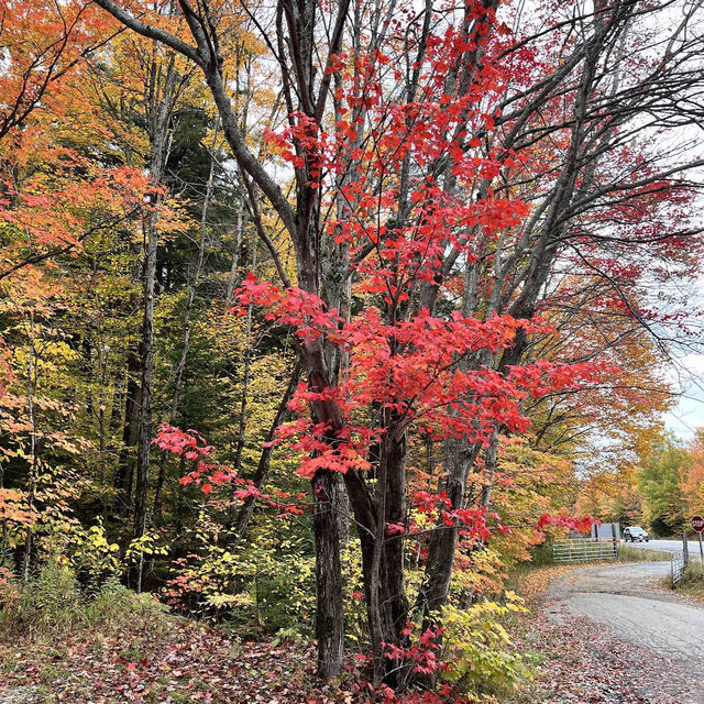 Algonquin Provincial Park Algonquin Provincial Park