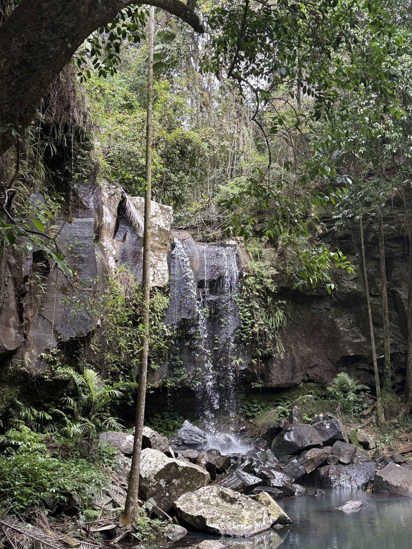 Explore the Tamborine Rainforest on the Gold Coast with Trip.com and experience the wonders of nature up close.