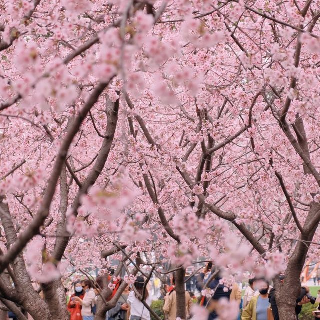 Cherry blossom at Jingan park