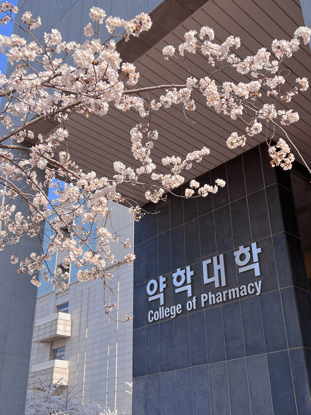 Hanyang University Erica Campus Cherry Blossom Festival, enchanting natural scenery of cherry blossom sea.