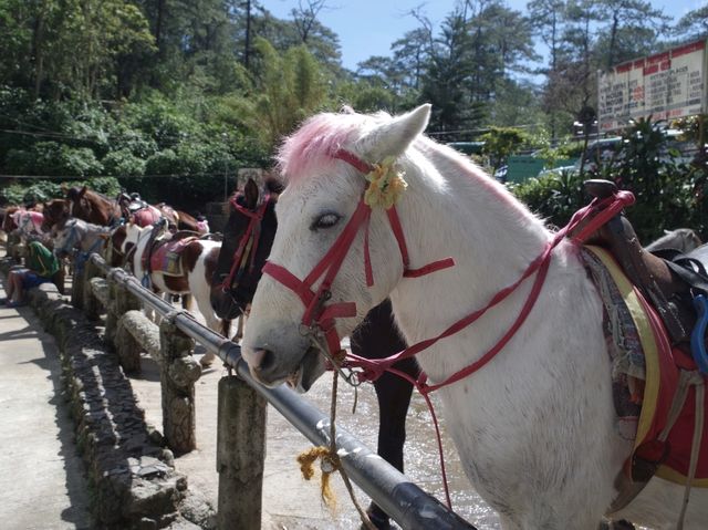 Thrilling Equestrian Experience! 🇵🇭