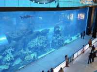Awe-Inspiring Aquatic Wonderland 🇦🇪