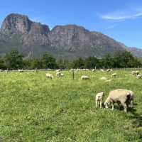 Boschendal - West Cape - From farm to table