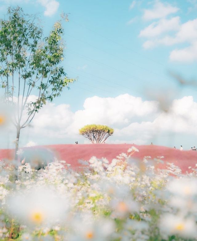 韓國秋天有咩玩？粉紅色花海一定滿足到你💐