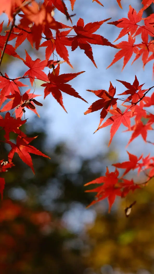 The maple leaves of Qixia Mountain will have to wait until next year if you don't go now