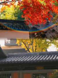 不是日本,真的真的是上海!!