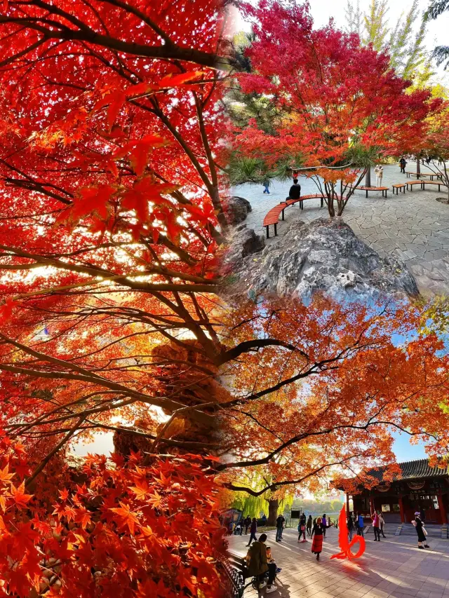The red maples in Zizhuyuan are truly breathtaking