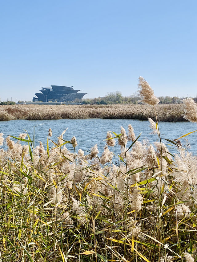 深秋的明月湖國家濕地公園令人心情氣爽