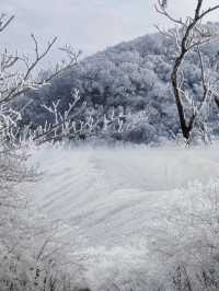 上海當日往返人回來了，魂還在冰天雪地